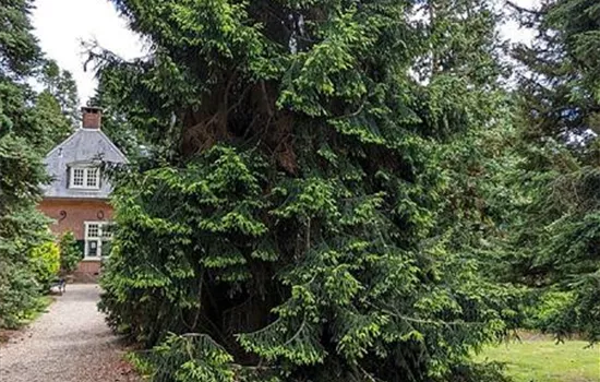 Picea orientalis 'Aureospicata'