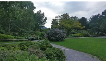 Hortensie