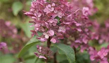 Hortensie