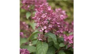 Hortensie