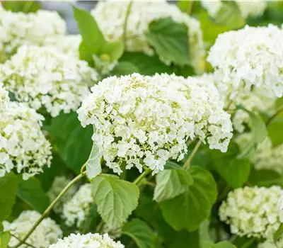 Hydrangea arborescens 'Incrediball'