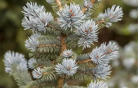 Picea pungens 'Oldenburg'