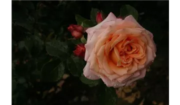 Rosa (Kletterrose) 'Polka 91'®