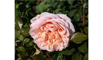 Rosa (Englische Rose) 'Abraham Darby'®
