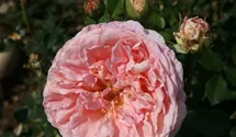 Rosa (Englische Rose) 'Abraham Darby'®