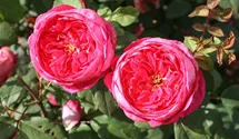 Syn. 'AUSencart'