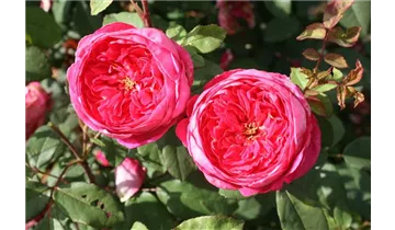 Syn. 'AUSencart'
