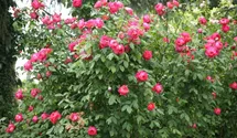 Syn. 'AUSencart'