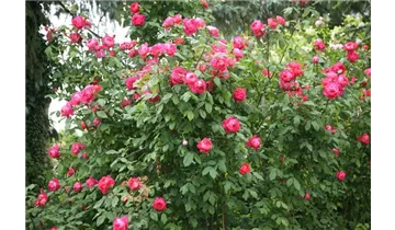 Syn. 'AUSencart'