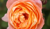 Rosa (Englische Rose) 'Lady Emma Hamilton'