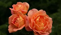 Rosa (Englische Rose) 'Lady Emma Hamilton'