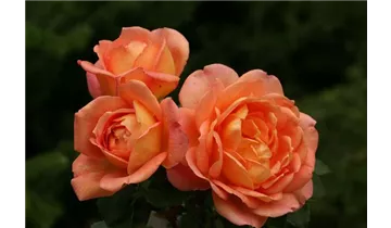 Rosa (Englische Rose) 'Lady Emma Hamilton'