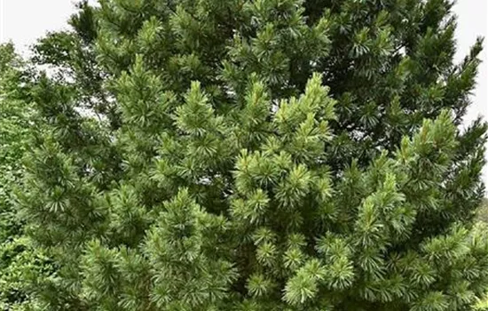 Pinus cembra