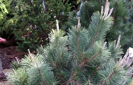 Pinus leucodermis 'Compact Gem'