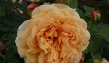 Syn. 'AUSles' / 'AUSfather'