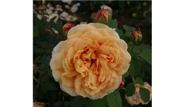 Syn. 'AUSles' / 'AUSfather'