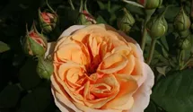 Syn. 'AUSles' / 'AUSfather'
