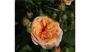 Syn. 'AUSles' / 'AUSfather'
