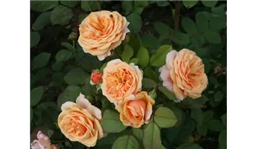 Syn. 'AUSles' / 'AUSfather'