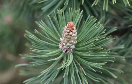Pinus mugo 'Columbo' (Columnaris)