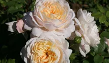 Syn. 'AUSquest' / 'Emmanuel' / 'City of Timaru'