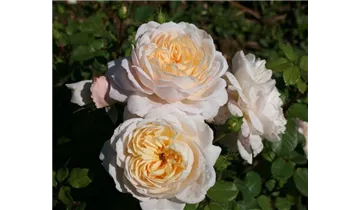 Syn. 'AUSquest' / 'Emmanuel' / 'City of Timaru'