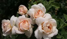 Syn. 'AUSquest' / 'Emmanuel' / 'City of Timaru'