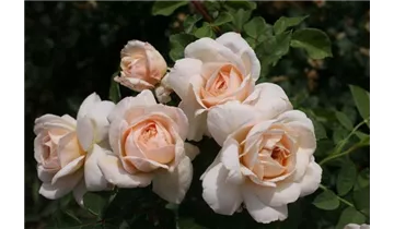Syn. 'AUSquest' / 'Emmanuel' / 'City of Timaru'