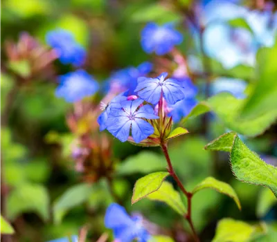 Ceratostigma willmottianum