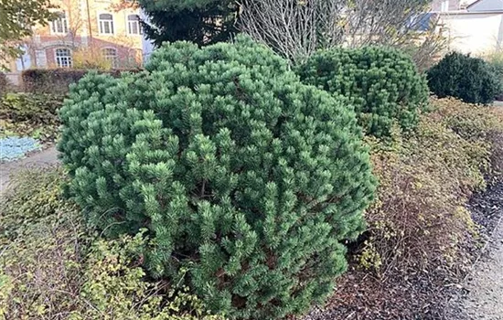 Pinus mugo 'Gnom'
