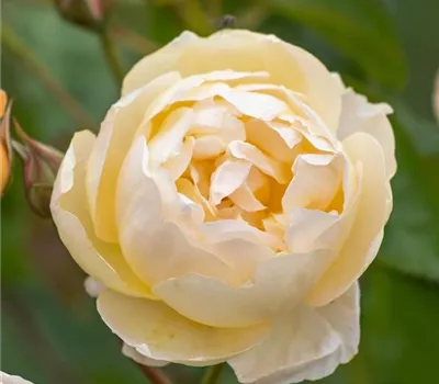 Rosa (Englische Rose) 'Dannahue'