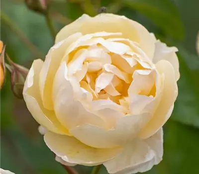 Rosa (Englische Rose) 'Dannahue'