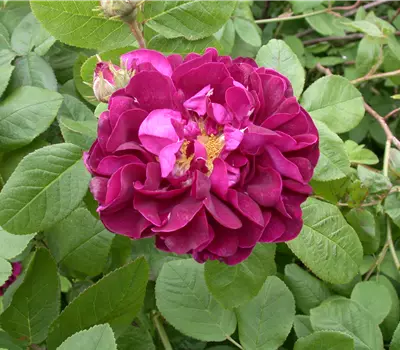 Rosa (Rugosa) 'Hansa'