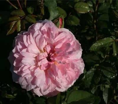 Rosa (Englische Rose) 'Anne Boleyn'®
