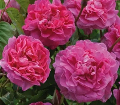 Rosa (Englische Rose) 'England's Rose'® Rosa (Englische Rose) 'England's Rose'®