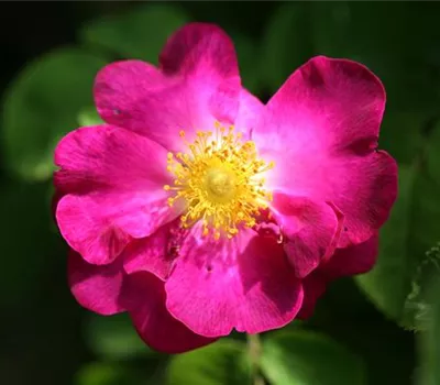 Rosa (Gallica) 'Violacea'