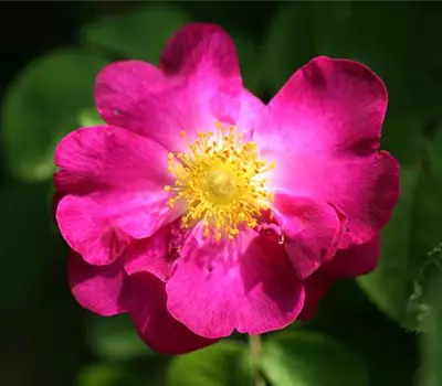 Rosa (Gallica) 'Violacea'
