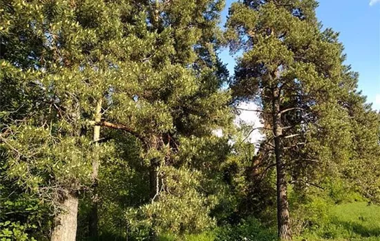 Pinus sylvestris
