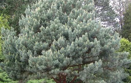 Pinus sylvestris 'Watereri'