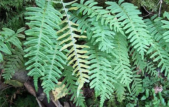 Polypodium vulgare