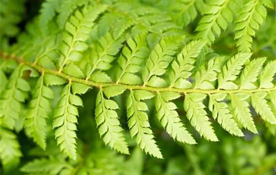 Polystichum aculeatum