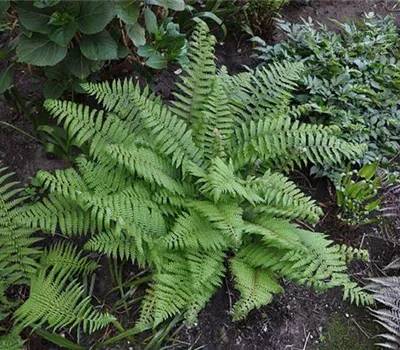 Polystichum setiferum