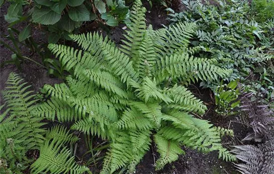 Polystichum setiferum