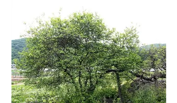 Dreiblättrige Zitrone