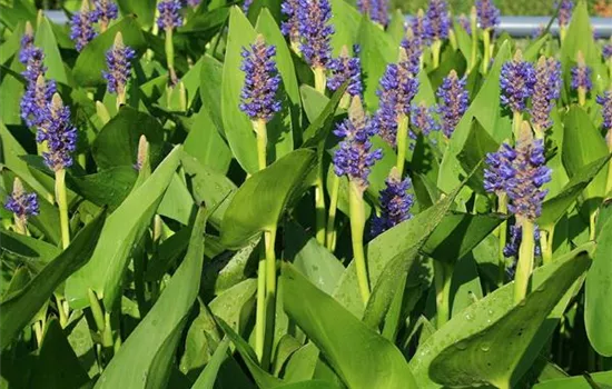 Pontederia lanceolata