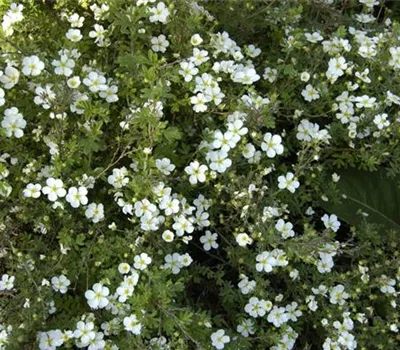 Potentilla fruticosa 'Abbottswood'