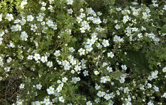 Potentilla fruticosa 'Abbottswood'