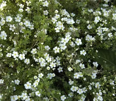 Potentilla fruticosa 'Abbottswood'