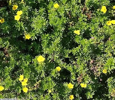 Potentilla fruticosa 'Goldfinger'