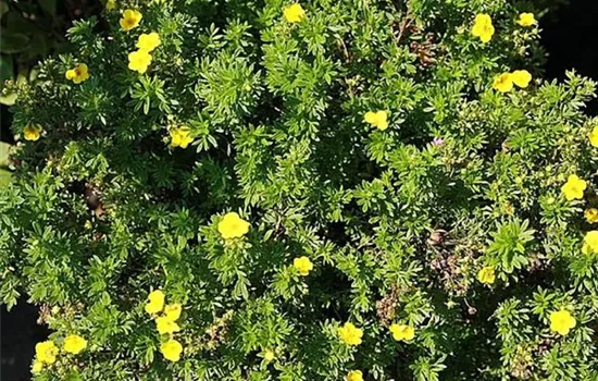 Potentilla fruticosa 'Goldfinger'